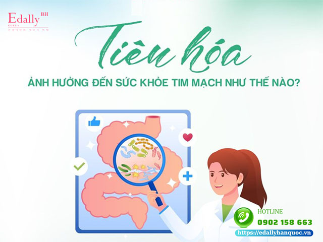 Tiêu hóa ảnh hưởng đến sức khỏe tim mạch như thế nào?