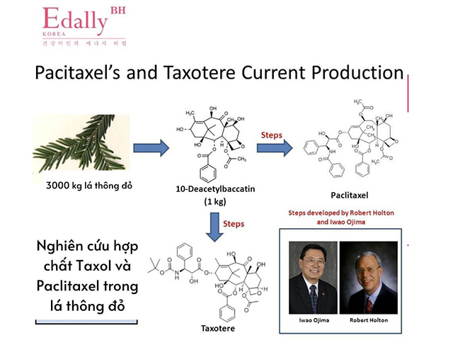 Tinh Dầu Thông Đỏ Hàn Quốc Pine Needle Capsule Edally chứa các hoạt chất Taxol và paclitaxel là hoạt chất chính để bào chế thuốc điều trị ung thư