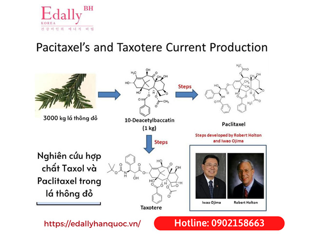 Tinh Dầu Thông Đỏ Hàn Quốc chứa hoạt chất Pacitaxel’s và Taxoltere Current Production có tác dụng ức chế và ngăn ngừa tế bào ung thư phát triển
