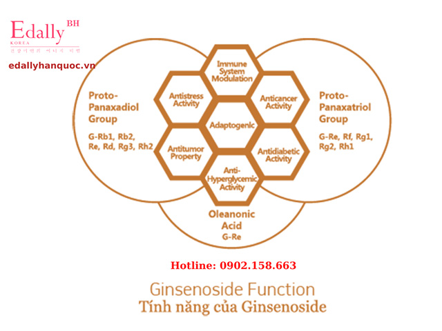 Tính năng của Saponin (Ginsenoside) trong Hắc sâm Hàn Quốc