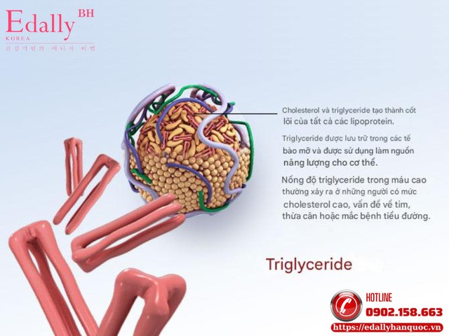 Ngoài Cholesterol còn có Triglyceride - loại mỡ phổ biến nhất trong cơ thể