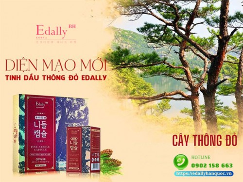 Truyền Thuyết Ly Kỳ Về Cây Thông Đỏ Hàn Quốc