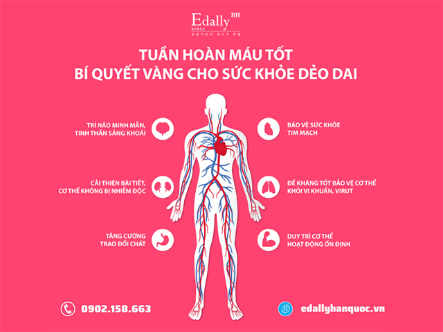 Tuần hoàn máu tốt - Bí quyết vàng cho sức khỏe dẻo dai