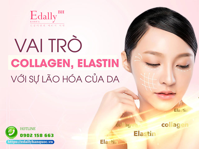 Collagen và Elastin có vai trò gì với sự lão hóa da?