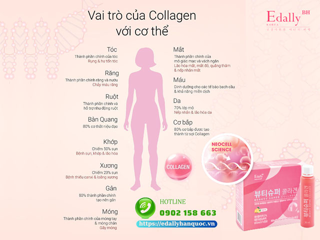 Tác dụng của việc uống bổ sung Collagen đối với sức khỏe và làn da