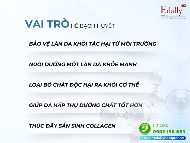 Hệ bạch huyết có vai trò gì với làn da?