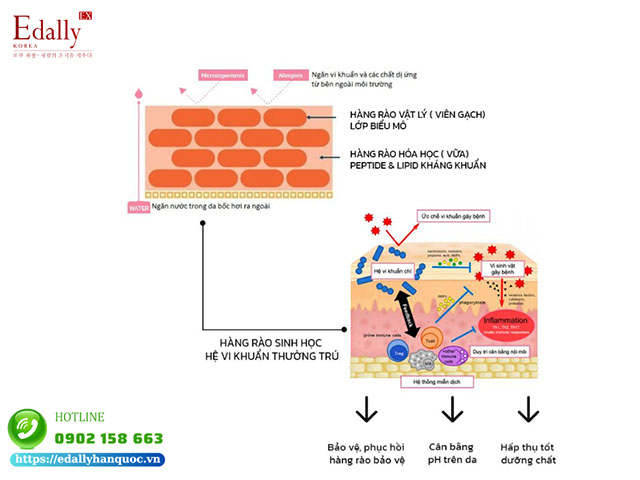 Vai trò của lớp màng Hydrolipid trên da