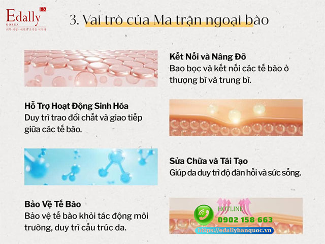 Ma trận ngoại bào (ECM) có vai trò gì đối với làn da?