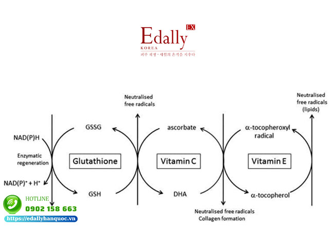 Vai trò trung tâm của vitamin C và các chất chống oxy hóa khác có liên quan đến da. Sự phụ thuộc lẫn nhau của vitamin E và C, và glutathione, trong việc loại bỏ các gốc tự do và tái tạo các chất chống oxy hóa bị giảm, được thể hiện. Vitamin E nằm trong phần lipid của tế bào, trong khi vitamin C và glutathione hòa tan trong nước và có trong dịch bào.