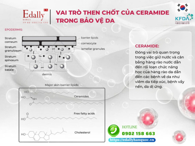 Vai trò then chốt của ceramide trong bảo vệ da và da bị bệnh