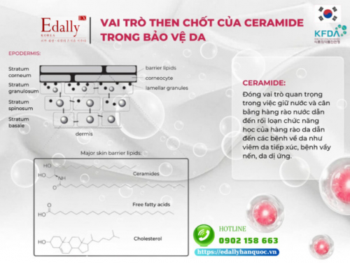 Vai Trò Then Chốt Của Ceramide Trong Bảo Vệ Da Và Da Bị Bệnh