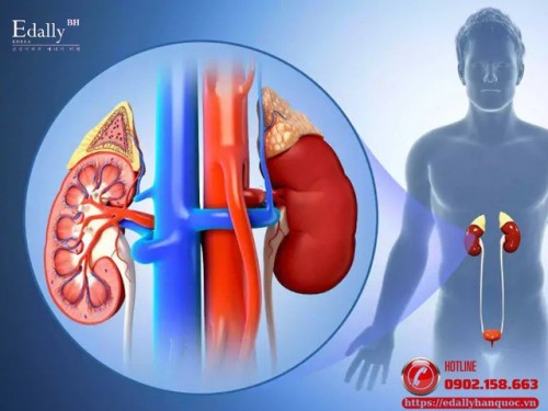 Vấn Đề Cân Nặng Trong Bệnh Thận Mạn (CKD) - Béo Hay Gầy Đều Không Tốt Cho Thận