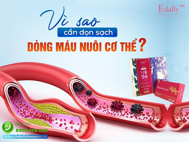 Vì sao chúng ta cần phải tẩy sạch mạch máu và dòng máu nuôi dưỡng cơ thể?