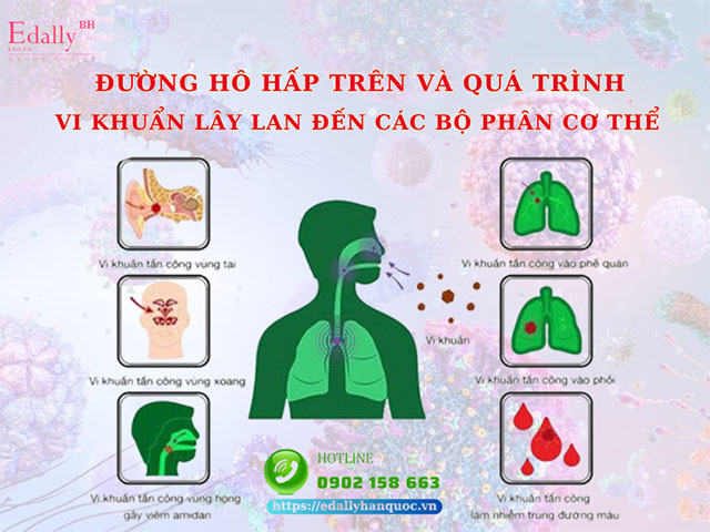 Viêm đường hô hấp trên và quá trình vi khuẩn lây lan đến các bộ phận cơ thể