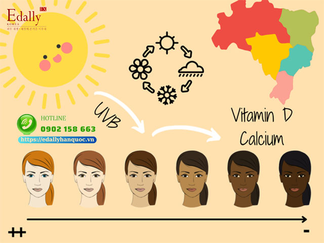 Vitamin D được cơthể hấp thu và chuyển hóa qua ánh nắng mặt trời