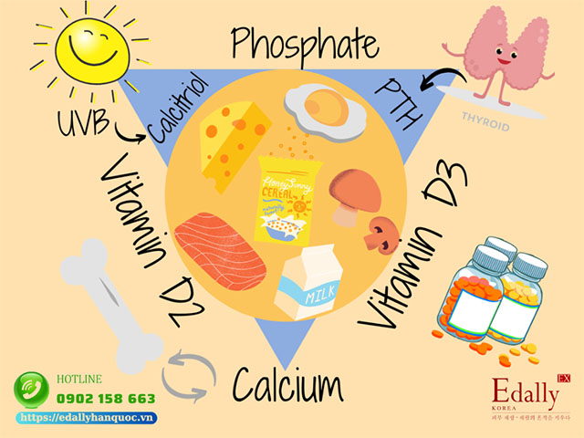 Vitamin D được cơthể hấp thu và chuyển hóa qua thực phẩm và Thực phẩm chức năng