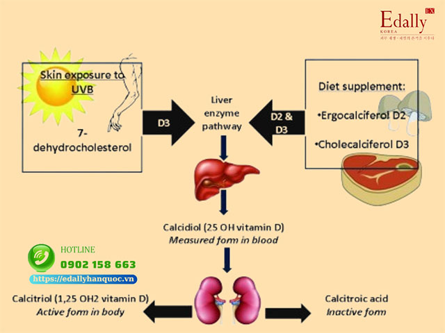 Vitamin D và vai trò của nó với cơ thể con người