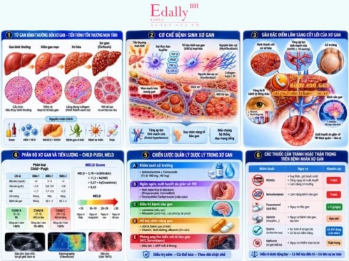 Bệnh Xơ Gan - Từ Cơ Chế Bệnh Sinh Đến Chiến Lược Quản Lý Dược Lý Nâng Cao