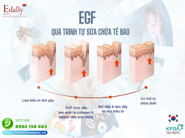 Yếu tố tăng trưởng biểu bì (EGF) và quá trình tự sửa chữa tế bào