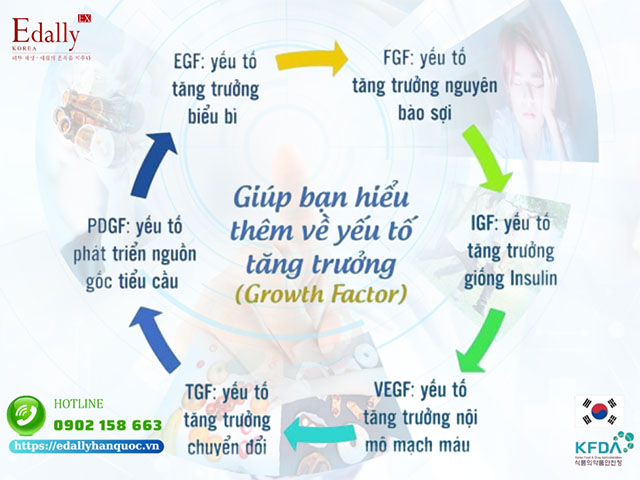 Yếu tố tăng trưởng (Growth factor-GF) là gì và có bao nhiêu loại Yếu tố tăng trưởng?